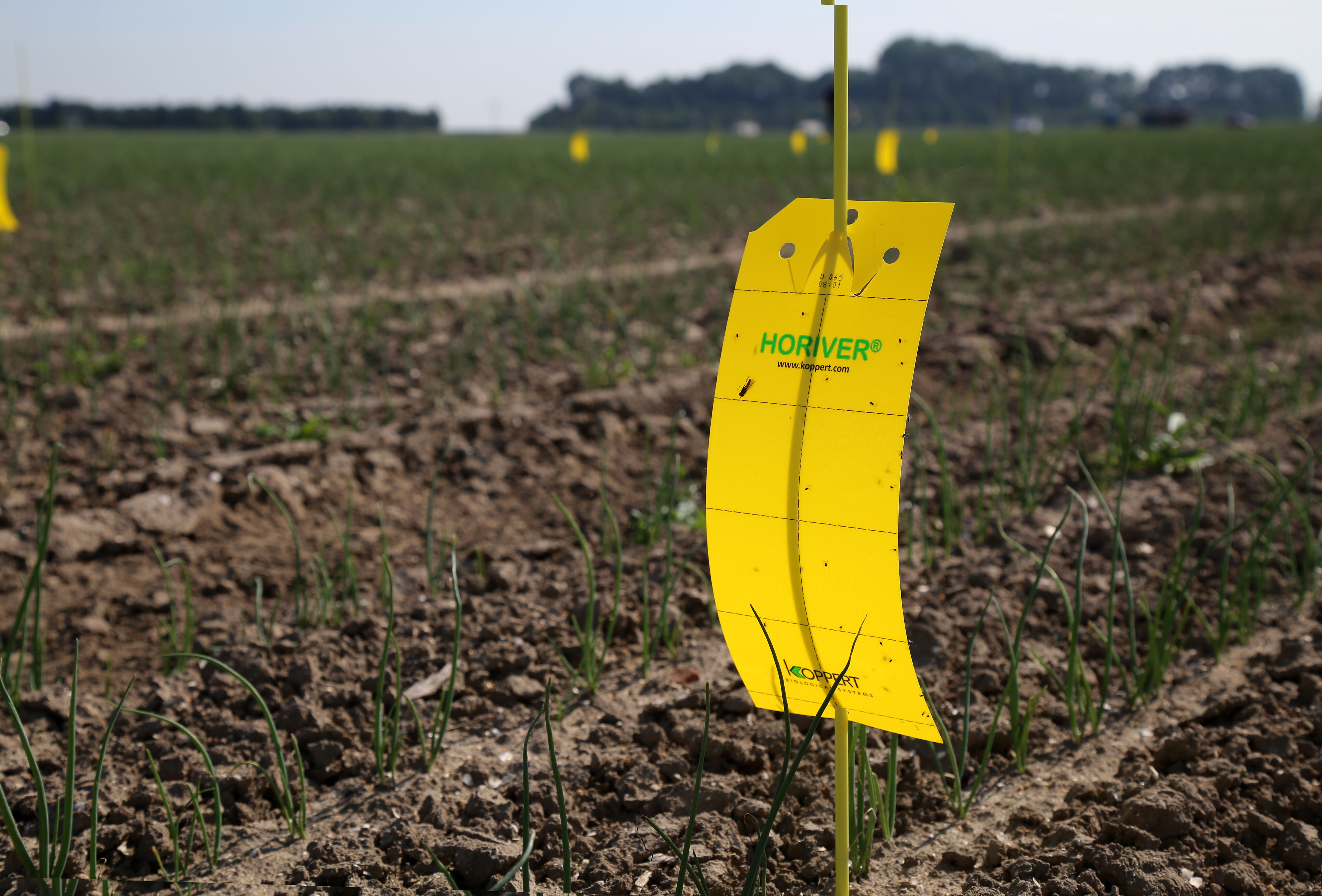 Trianum beschermt en geeft gezonde start aan vollegrondsgewassen