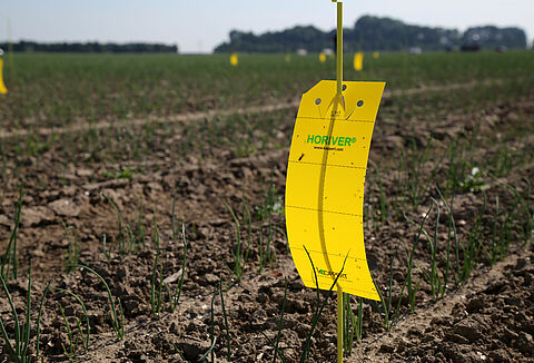 Trianum beschermt en geeft gezonde start aan vollegrondsgewassen