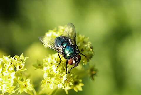 Bestuiving checklist Natupol Fly
