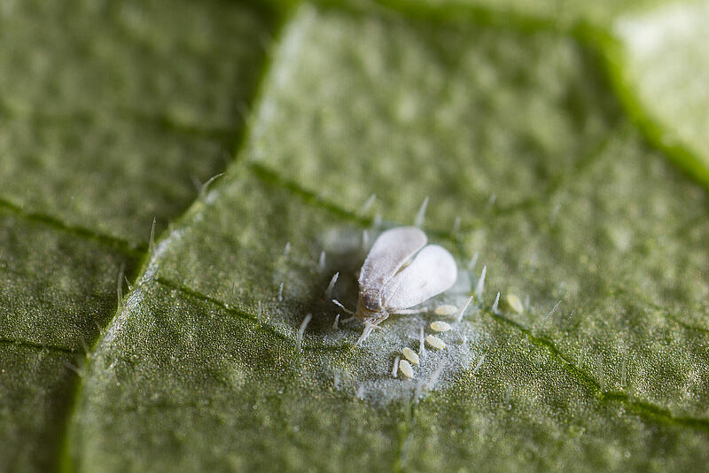 Greenhouse whitefly, Trialeurodes vaporariorum