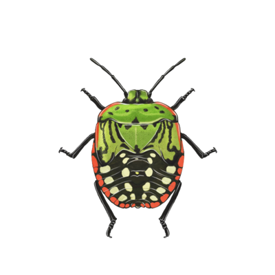 Nezara viridula older nymph