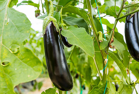 Aubergine