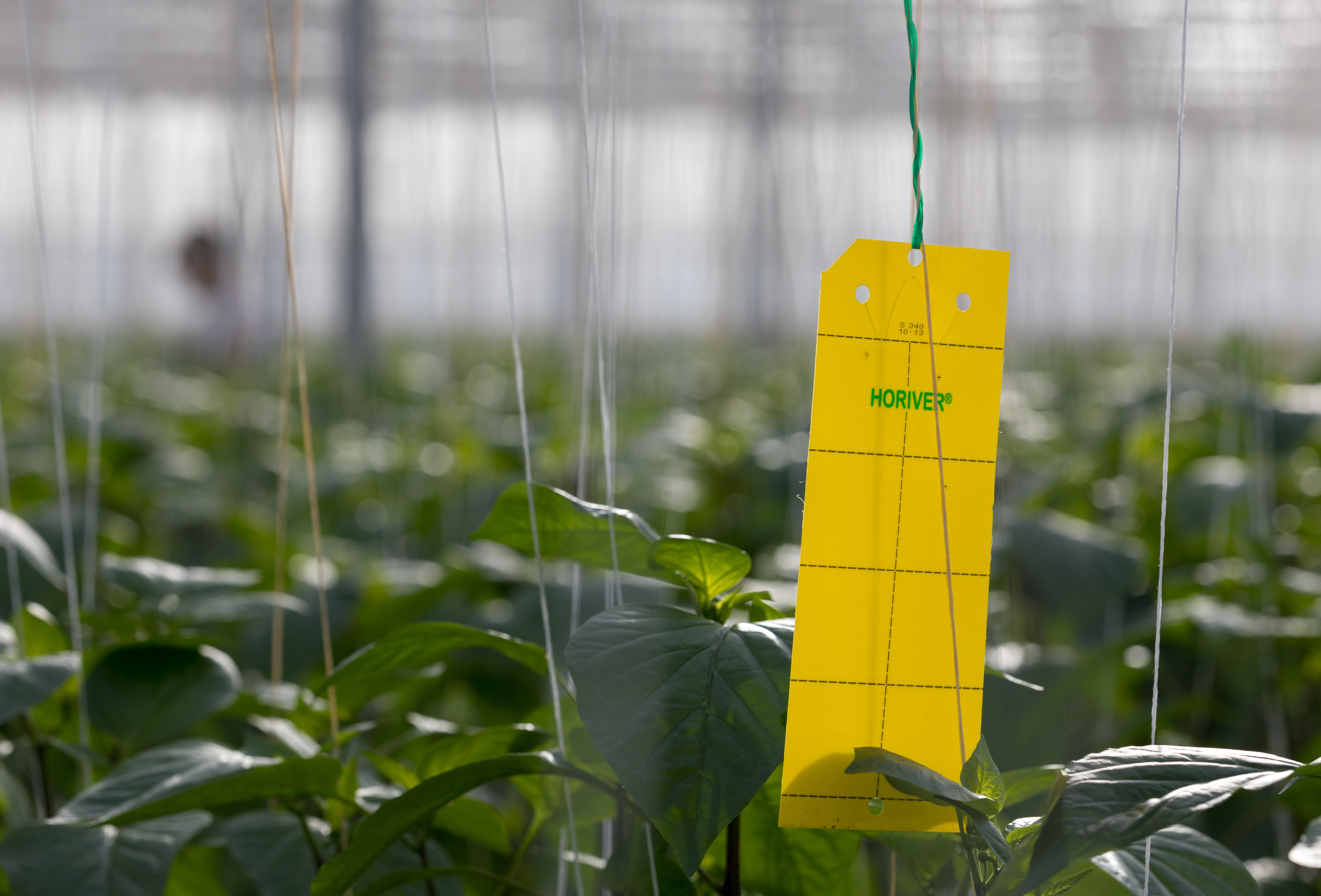 Rond je teelt zuiver af