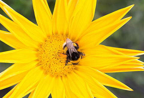 Hoe bescherm je hommels tegen hitte?