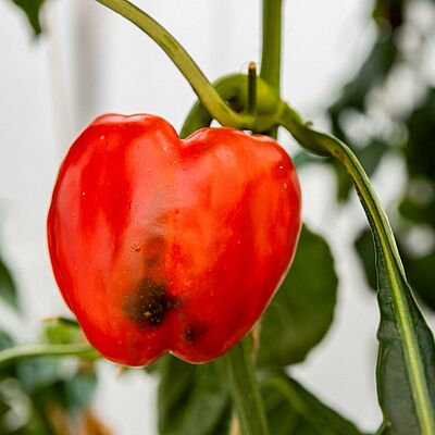 Red pepper with severe feeding damage caused by the southern green stink bug (Nezara viridula), showing dark sunken lesions and tissue discoloration.