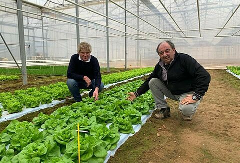 Succesvolle bestrijding van Fusarium in vollegrondssla met Trianum