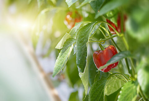 De alternatieve manier van Spintbestrijding in paprikateelt