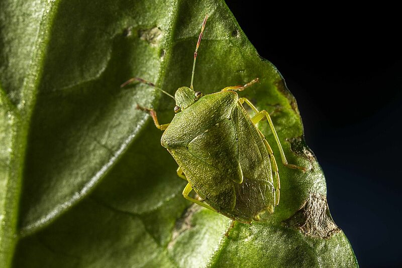 Nezara_viridula_Koppert_BIological_Systems-2__1_.jpg