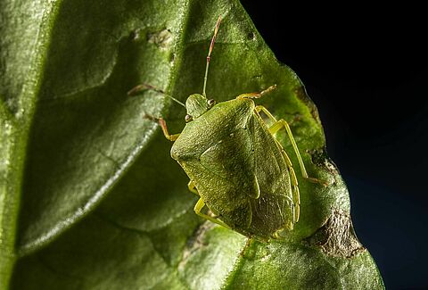 Biologische oplossing tegen stinkwants in ontwikkeling