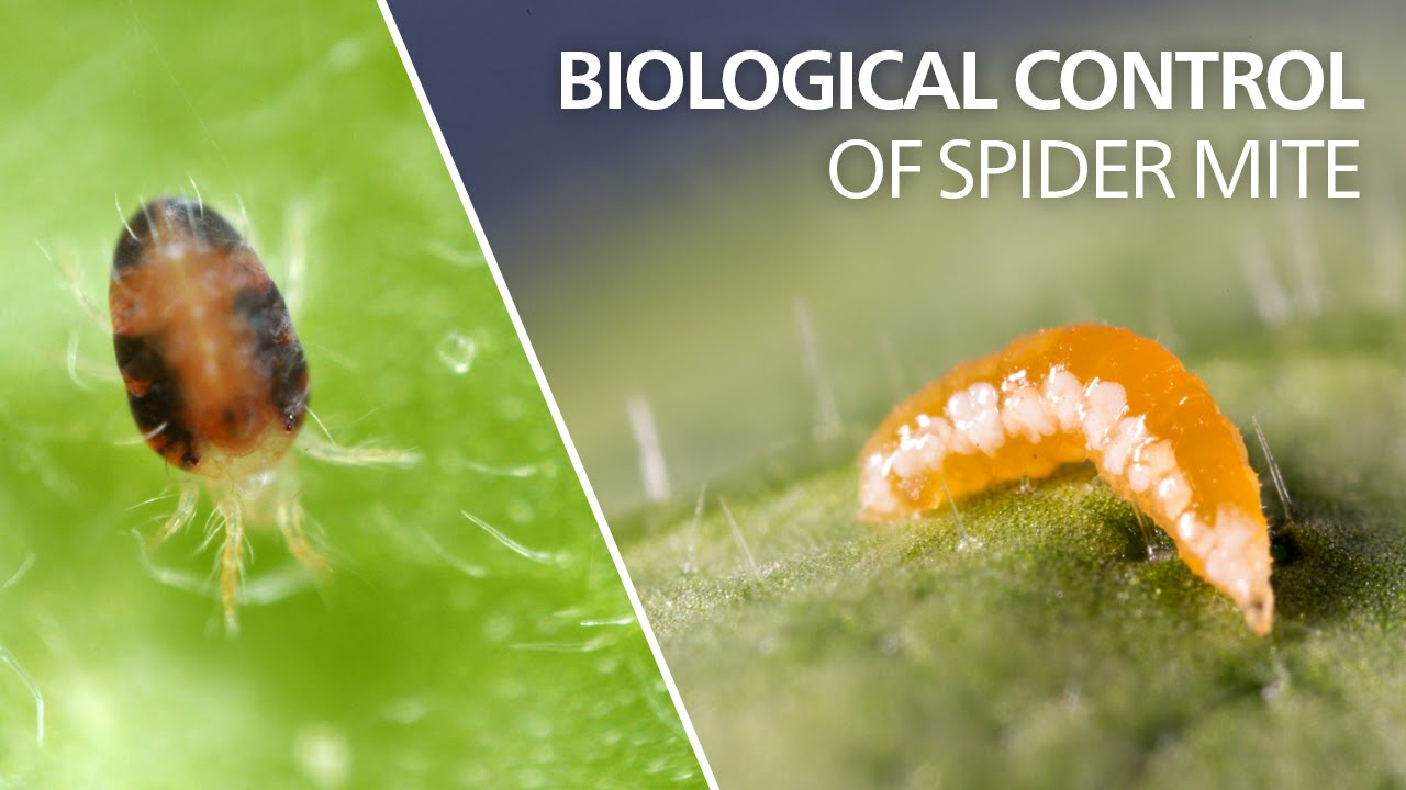 Biological control of spider mite - Feltiella acarisuga