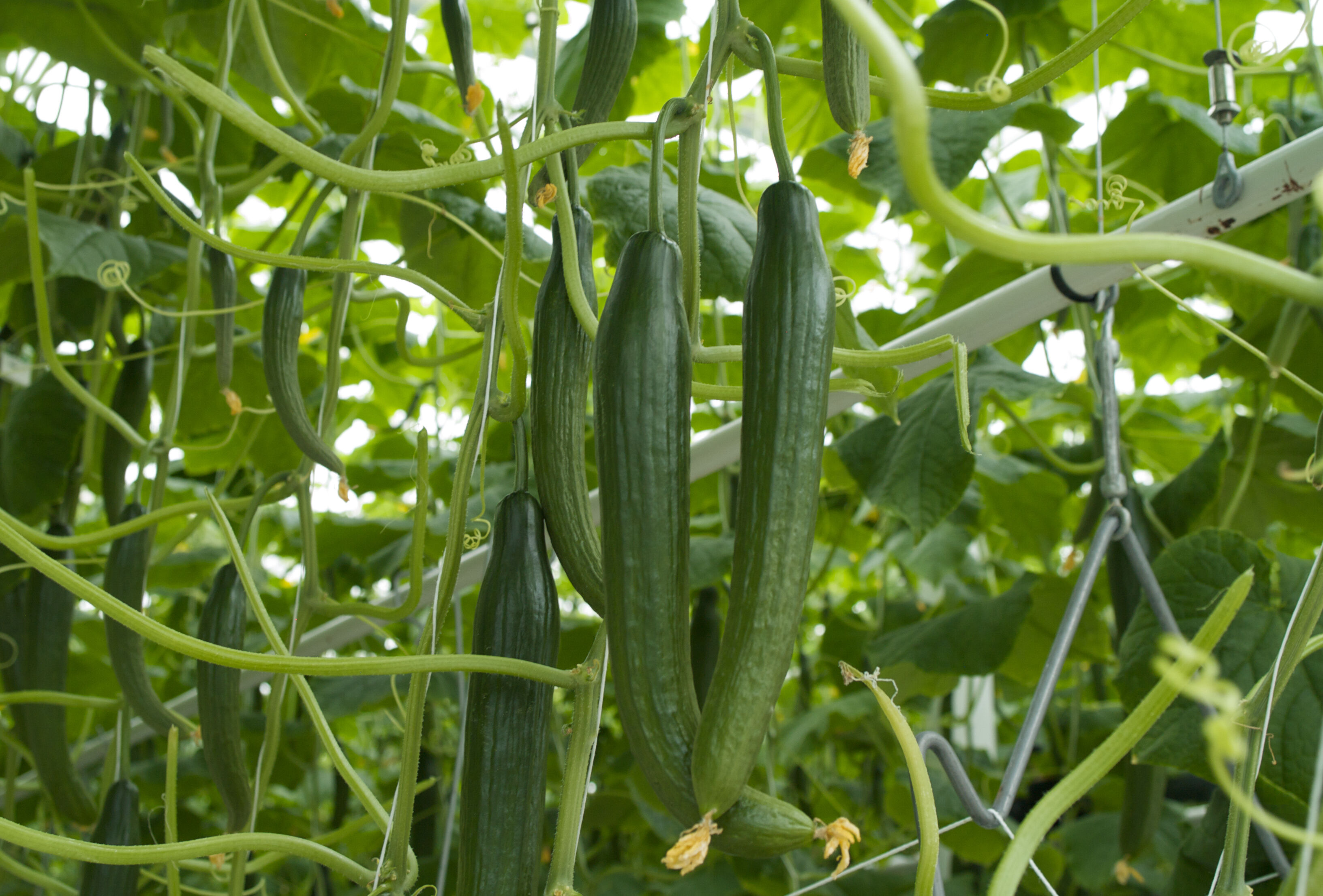 Spical-Plus preventief in komkommergewas