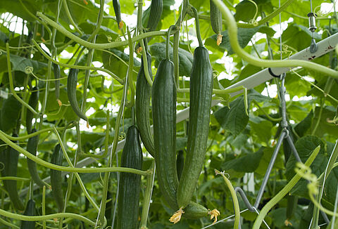 Spical-Plus preventief in komkommergewas