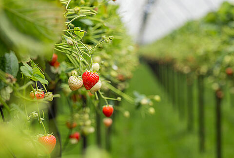 Biologische gewasbescherming in aardbeiteelt evidentie geworden