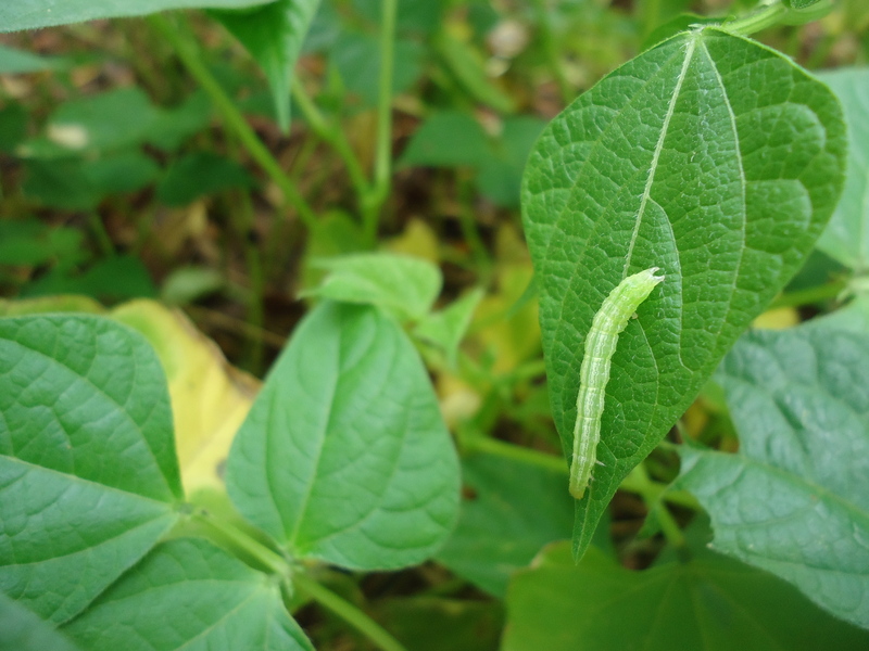 Soybean looper Chrysodeixis includens Larva