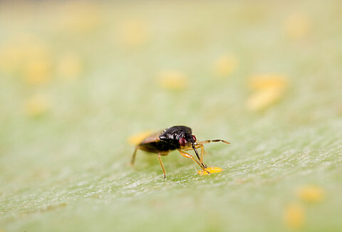 Roofwants Orius Laevigatus is een must in elke tripsgevoelige teelt