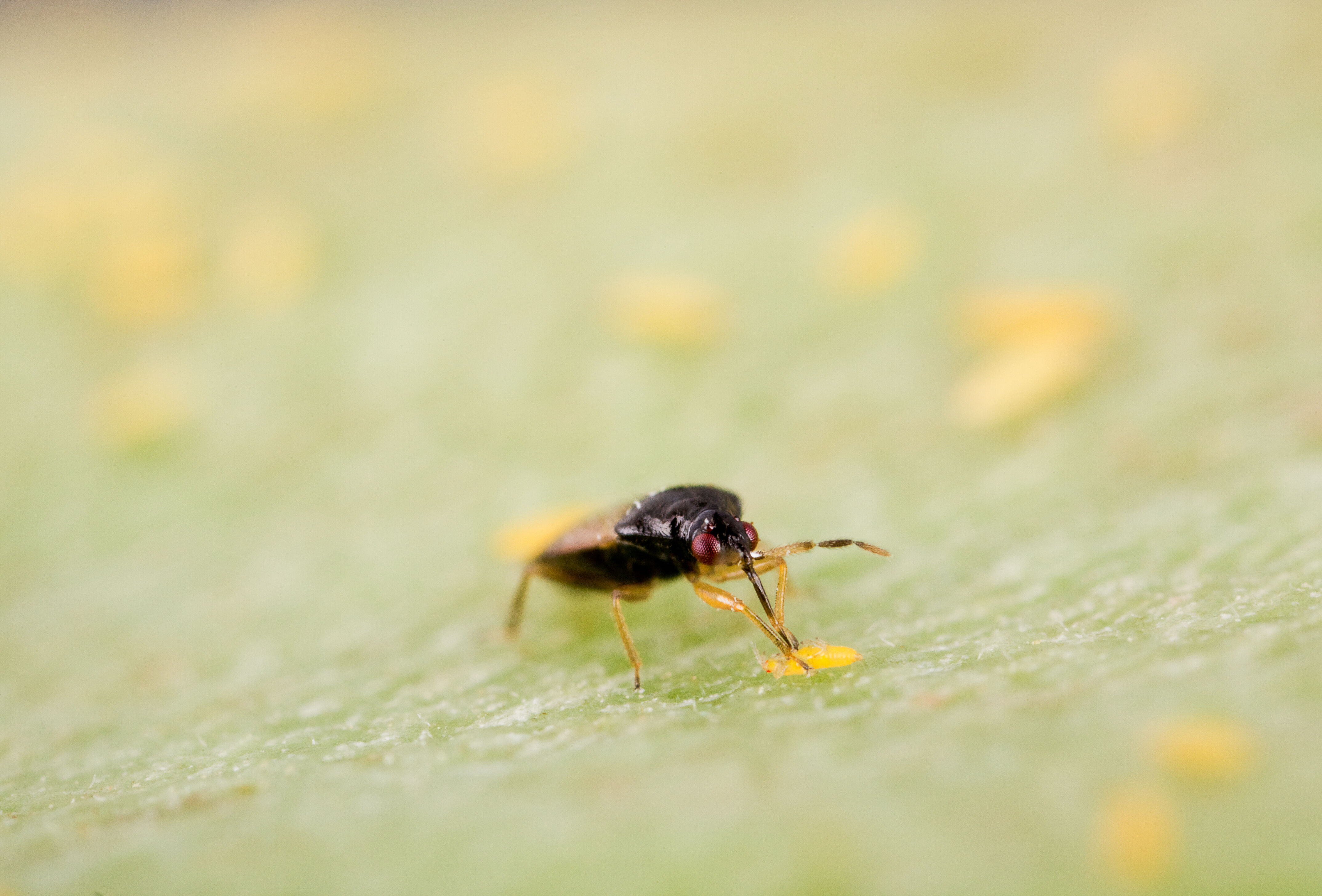 Roofwants Orius Laevigatus is een must in elke tripsgevoelige teelt