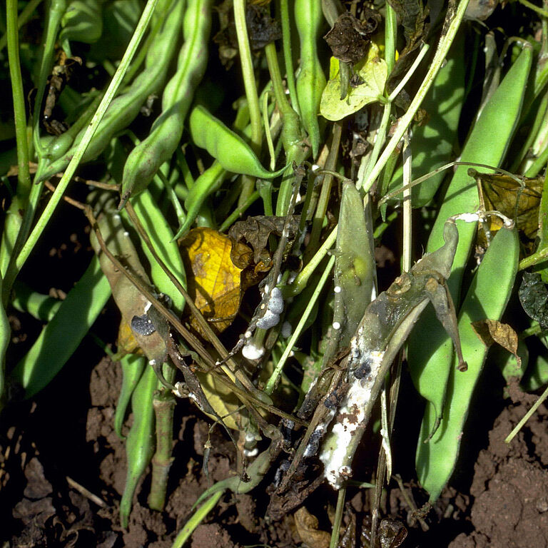 Common bean plant infected by Cottony soft rot Sclerotinia sclerotiorum
