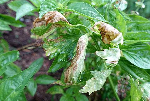 Alternaria-ziekte