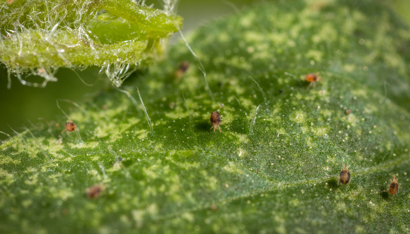 Two-spotted spider mite Tetranychus utricae