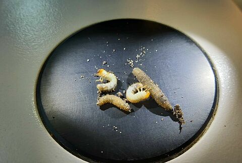 Kennis en kunde nodig voor het effectief bestrijden van engerlingen en emelten