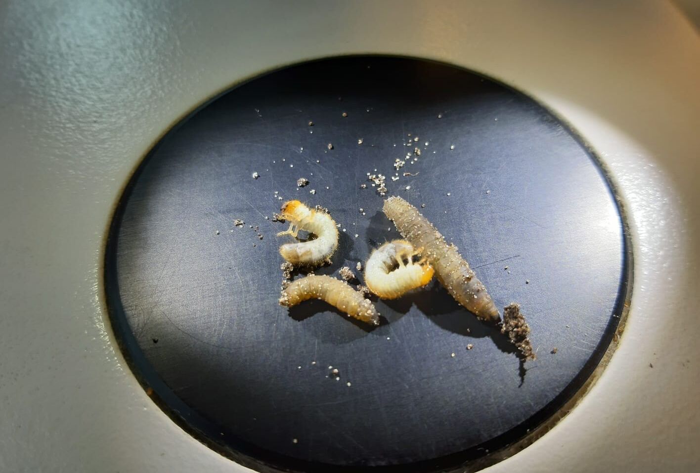 Kennis en kunde nodig voor het effectief bestrijden van engerlingen en emelten