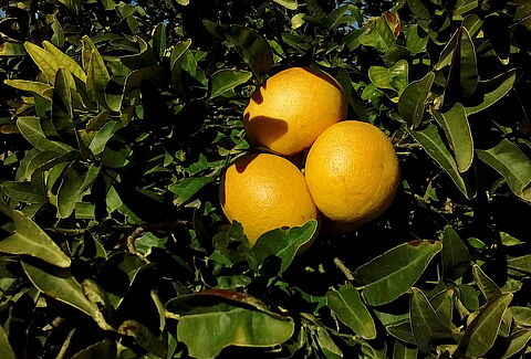 Grapefruit