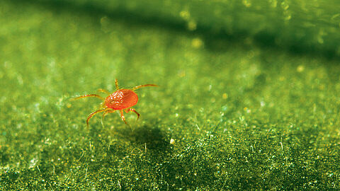 Phytoseiulus_persimilis_Koppert_BIological_Systems-2.20220104104737546.jpg