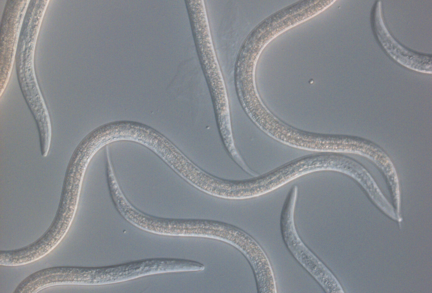 Nematoden nieuwe troef tegen rupsen