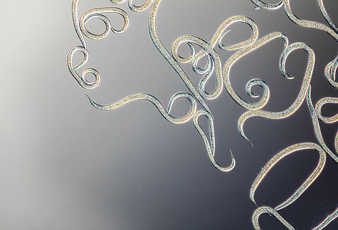 Veelgestelde vragen over nematoden