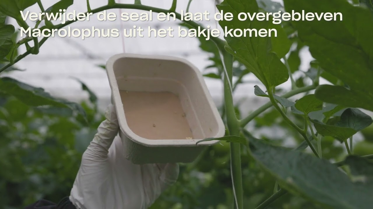 Aan de slag met Mirical