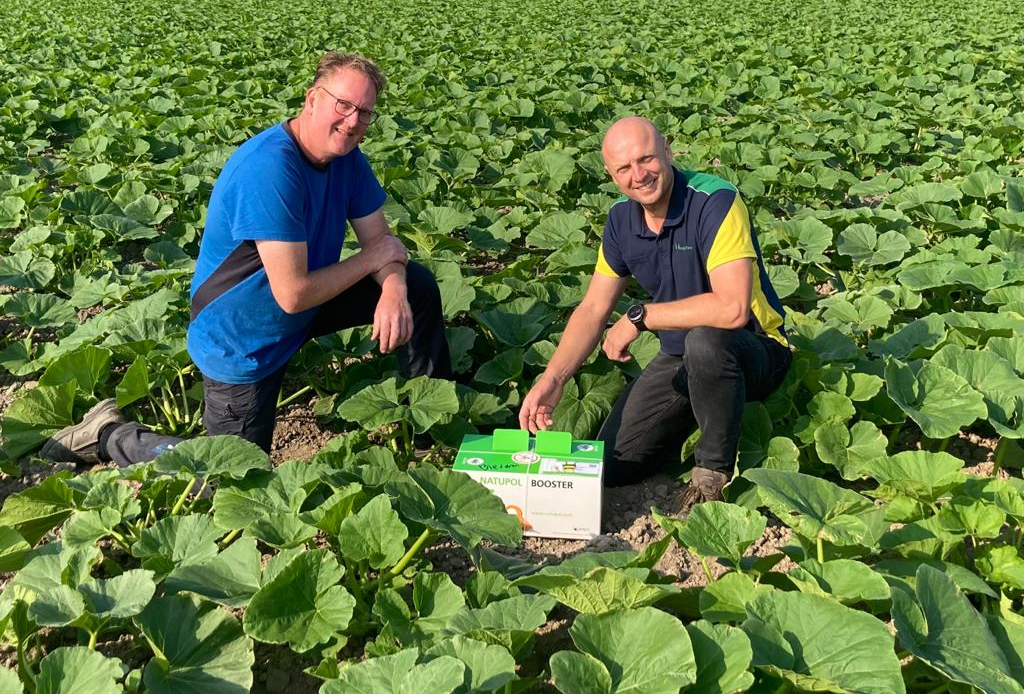 Bestuiving  van pompoenen door hommels