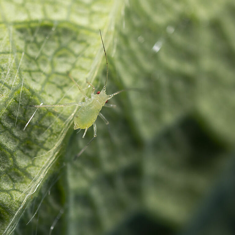 Geranium aphid Acyrthosiphon malvae rogersii