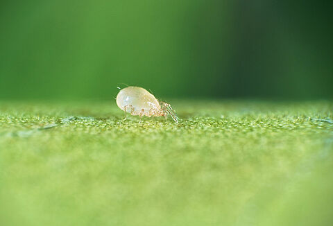 Swirski-Mite helpt je uit brand; altijd en overal!