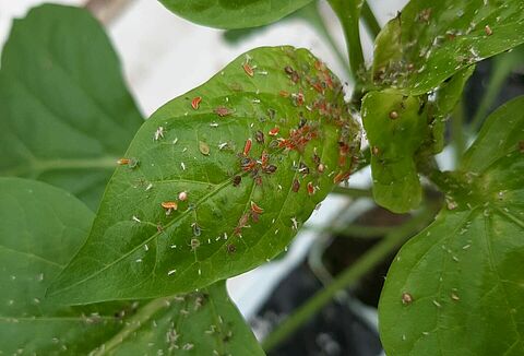 Laat je niet verrassen door bladluis!