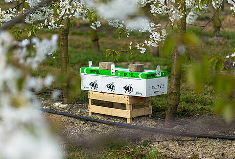 Fruitteler gebruikt Natupol Tripol voor bestuiving in de open lucht