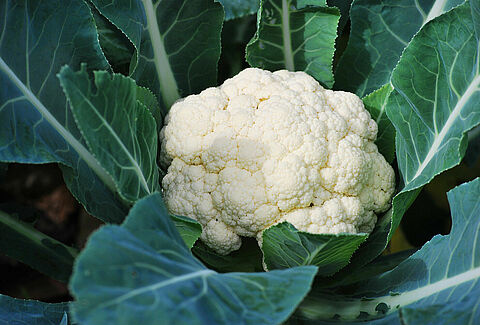 Bloemkool