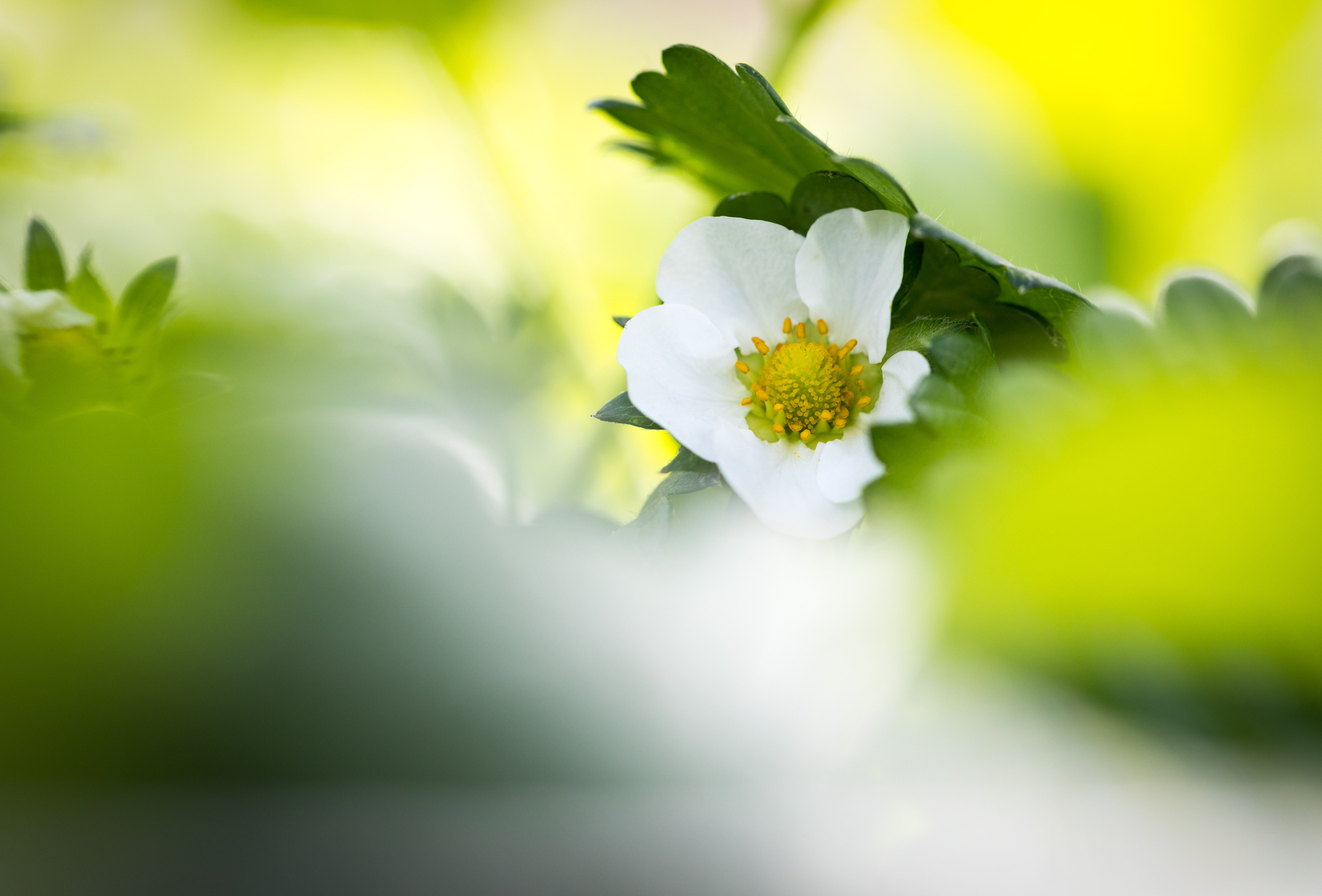 Stimuleren en optimaliseren van de bloemaanleg in doordrager
