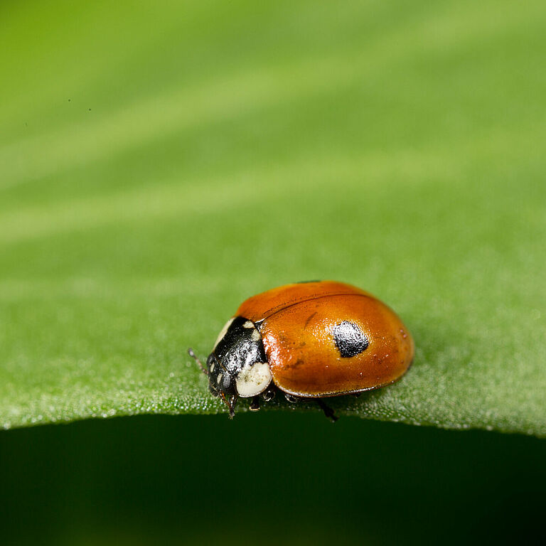 Adalia bipunctata volwassen stadium