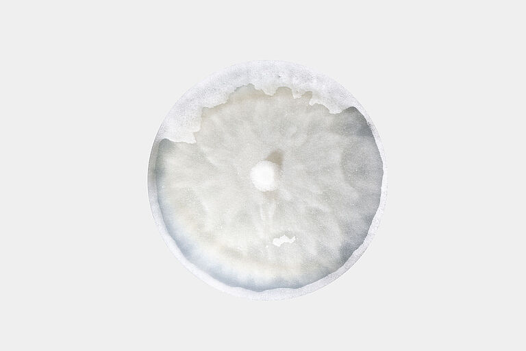 Damping-off Pythium aphanidermatum in petri dish