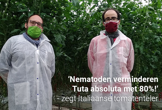 Nematoden verminderen de Tuta-larven aanzienlijk