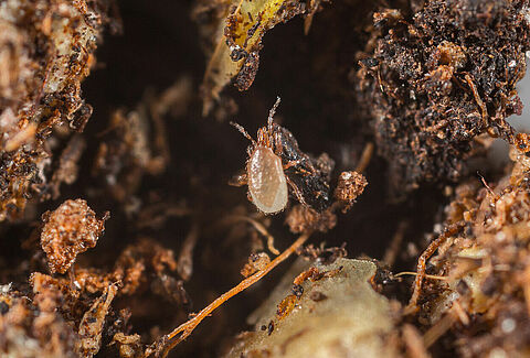 Stratiolaelaps scimitus (Hypoaspis mijl)