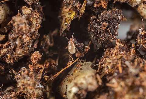 Biologische aanpak bij inpotten stekken