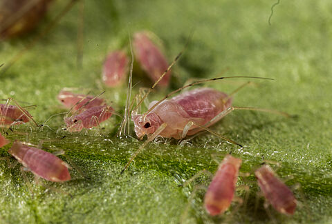 Aardappeltopluis