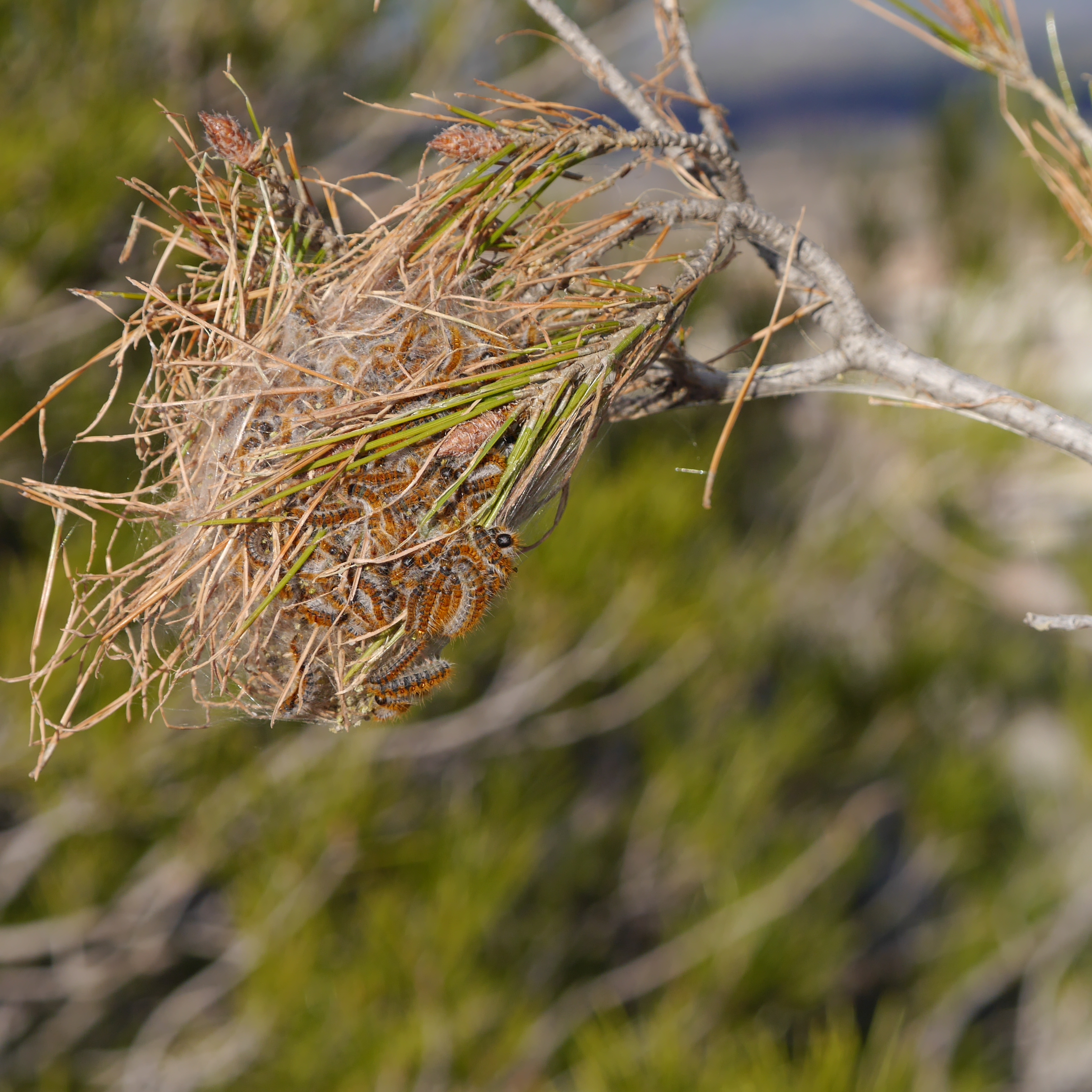 Pine processionary moth