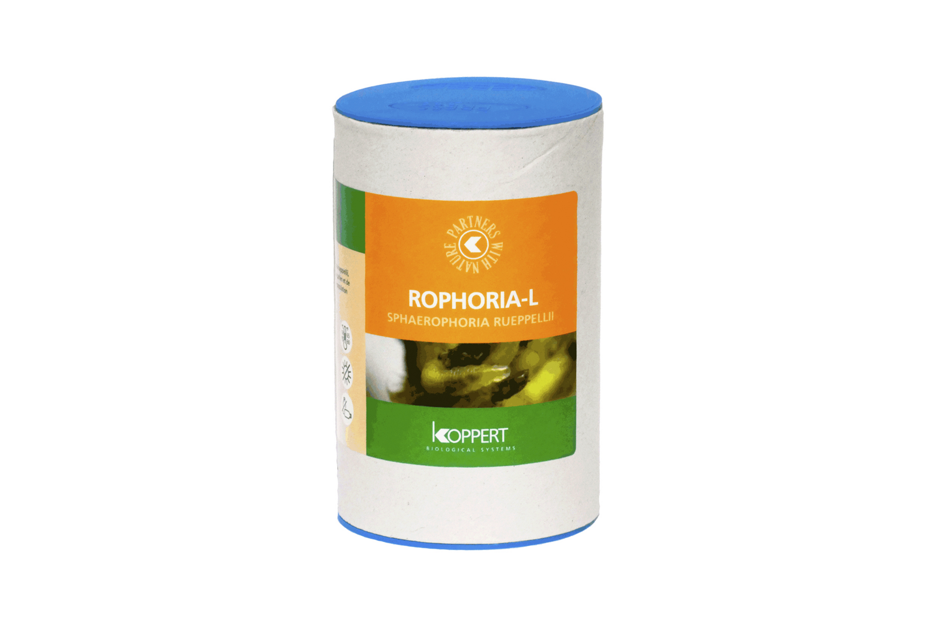 Rophoria Larven